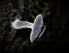 Helvella fibrosa