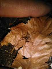 Dicranopalpus larvatus