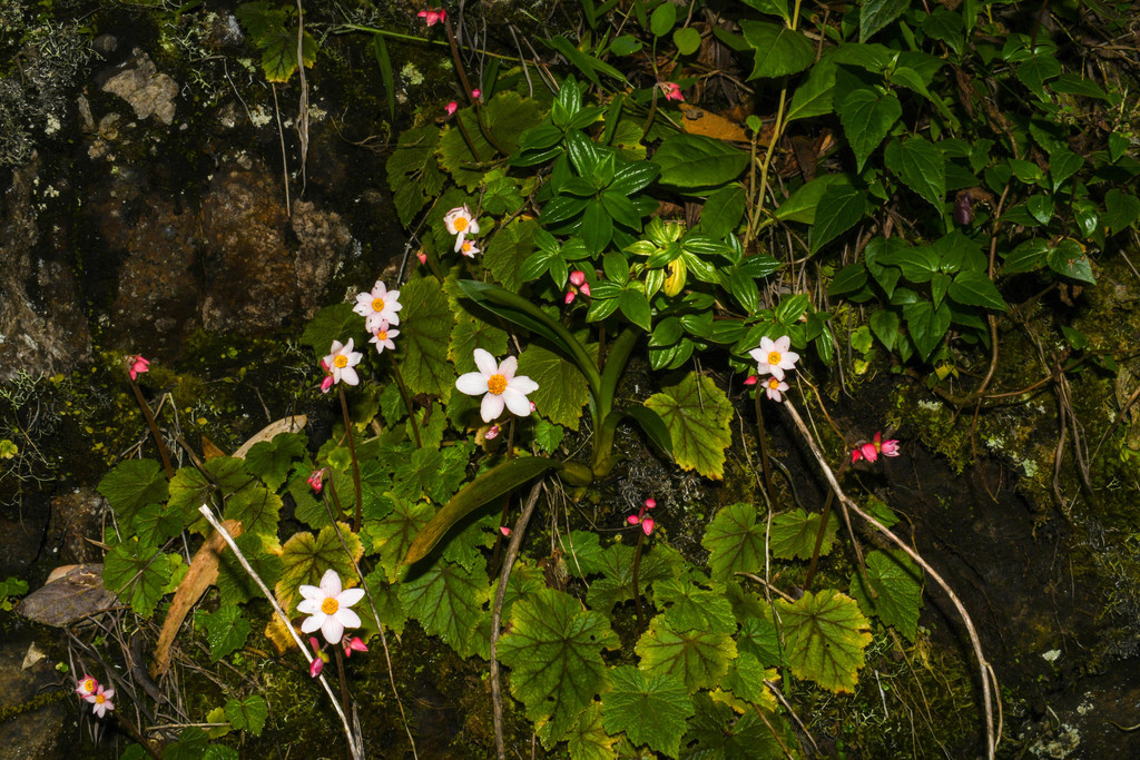 Begonia aequatorialis