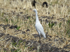 Bubulcus ibis