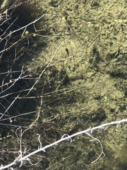 Rana boylii