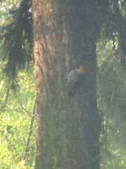 Melanerpes aurifrons