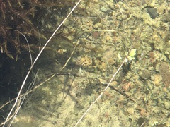 Rana boylii