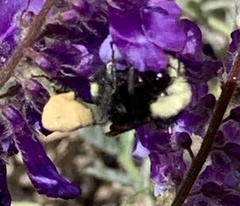 Bombus vosnesenskii
