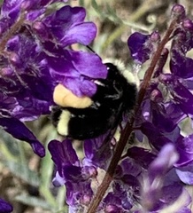 Bombus vosnesenskii