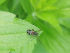 Phymatodes alni
