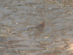 Haemorhous mexicanus