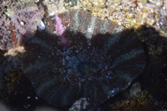 Actinostella bradleyi