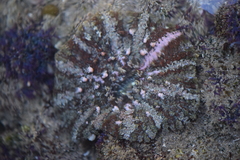 Actinostella bradleyi