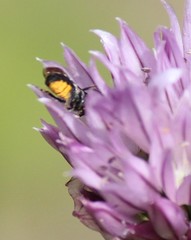 Protosmia rubifloris