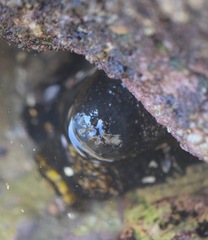 Holothuria lubrica