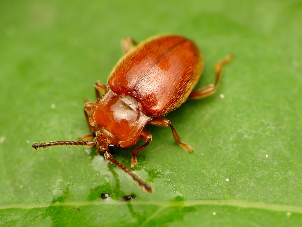 Danae testacea