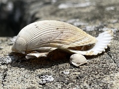 Clinocardium nuttallii