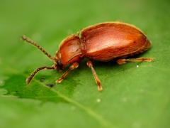 Danae testacea
