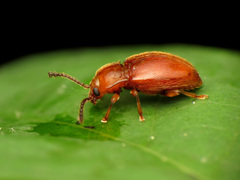 Danae testacea