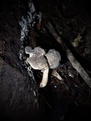 Helvella fibrosa