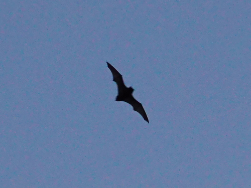 Common Noctule