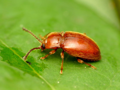 Danae testacea