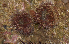 Bunodosoma californica