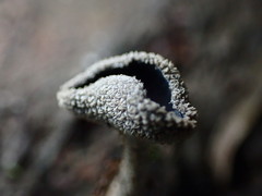 Helvella fibrosa