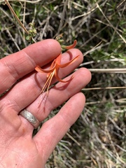 Anisacanthus linearis