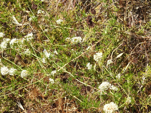 iNaturalist observation photo of California Buckwheat