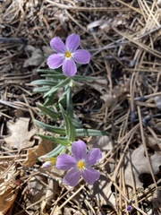 Phlox dolichantha