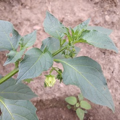 Jaltomata procumbens