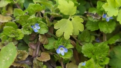 Veronica opaca