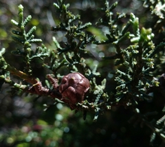 Cupressus pygmaea