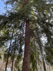 Sequoioideae