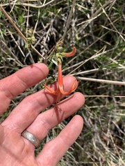 Anisacanthus linearis