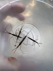 Ranatra quadridentata