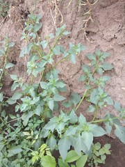 Jaltomata procumbens