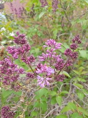 Syringa vulgaris