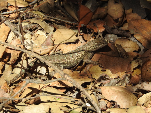 iNaturalist observation photo of Western Fence Lizard