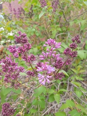 Syringa vulgaris