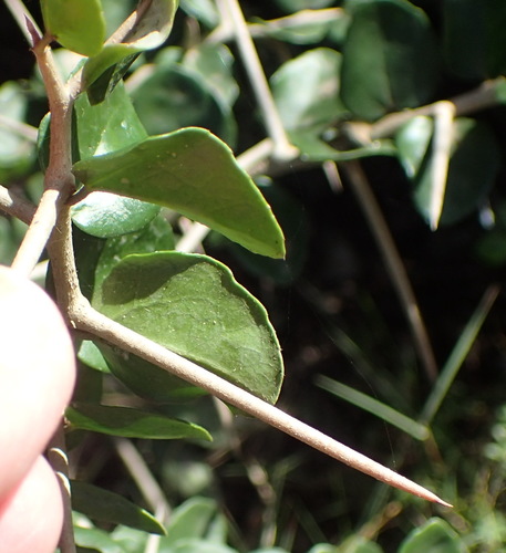 Image of Dovyalis rhamnoides by (c) Nicola van Berkel, some rights reserved (CC BY-SA)
