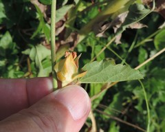 Malvastrum aurantiacum