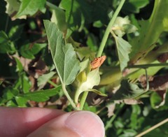 Malvastrum aurantiacum