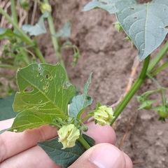Jaltomata procumbens