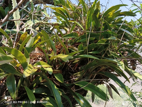 Image of Laelia anceps by (c) Ulises Emmanuel Martínez Burgos, some rights reserved (CC BY)