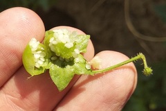 Jaltomata procumbens