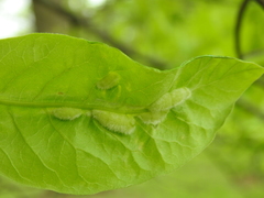 Macrodiplosis niveipila