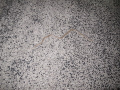 Arizona elegans elegans