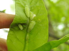 Macrodiplosis niveipila