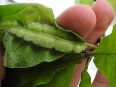 Macrodiplosis niveipila