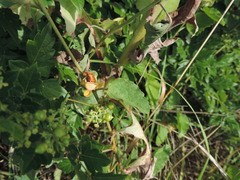 Malvastrum aurantiacum