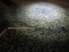 Arizona elegans elegans