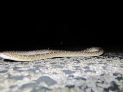 Arizona elegans elegans